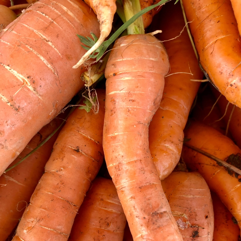 Nos légumes: Carottes