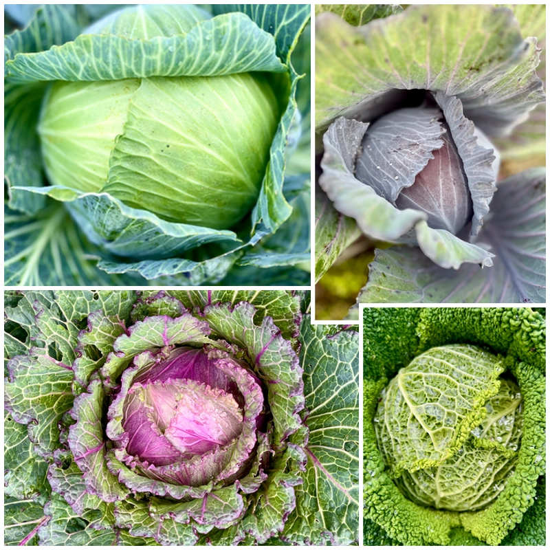 Nos légumes : Choux