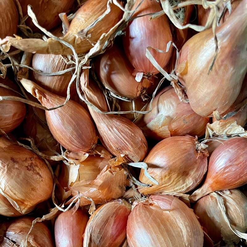 Nos légumes: Echalotes