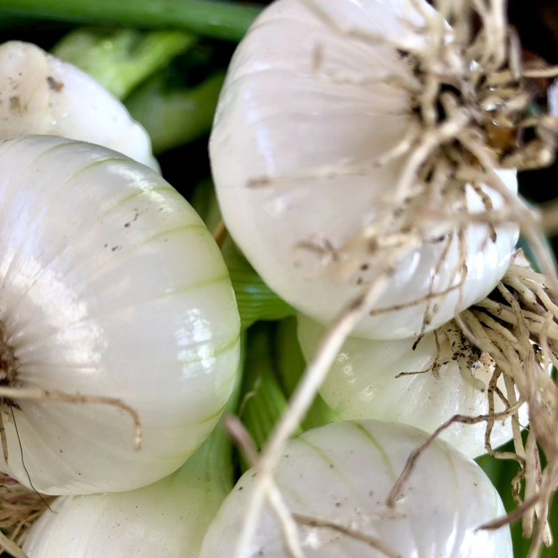 Nos légumes: Oignons