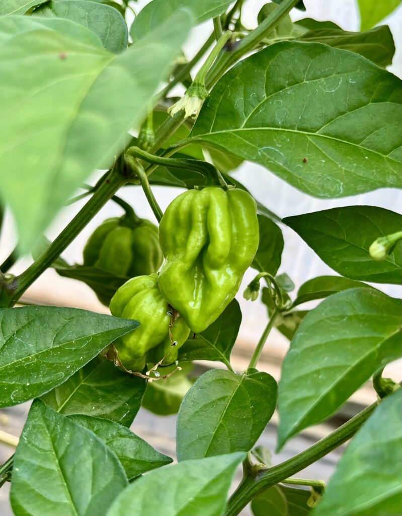 Nos légumes : Piment Habanero