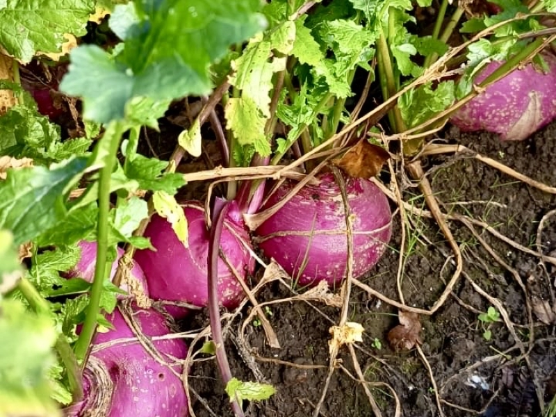Nos légumes : Navet