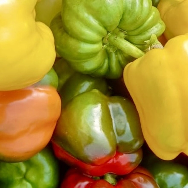 Nos légumes : Poivron