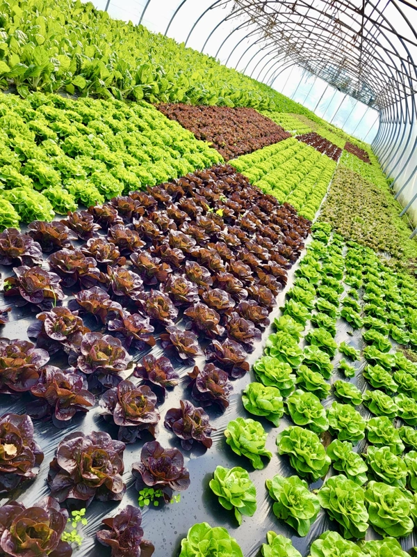 Nos légumes : Salades