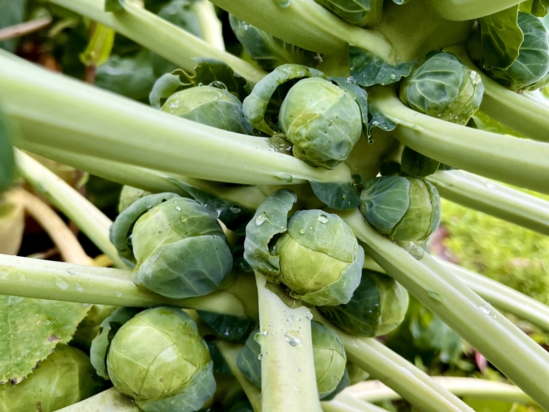 Nos légumes : Choux de Bruxelles
