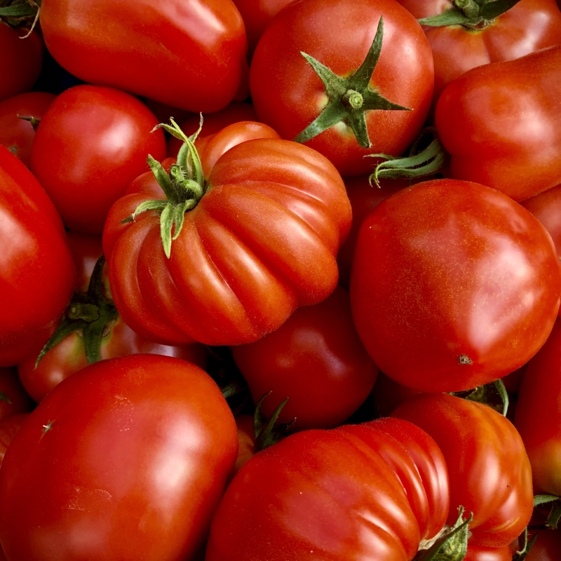 Nos légumes : Tomate ancienne