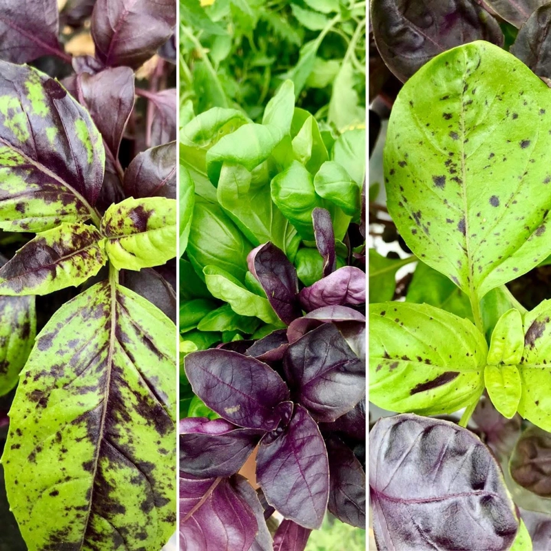 Nos légumes : Aromates