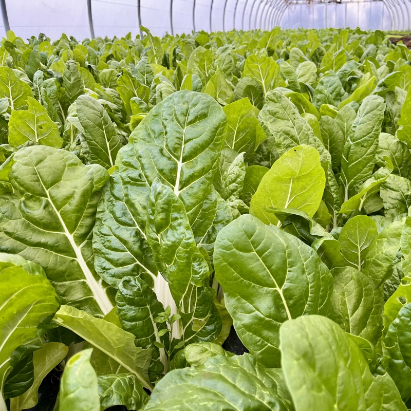 Nos légumes : Blette