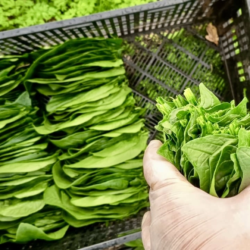 Nos légumes : Epinard