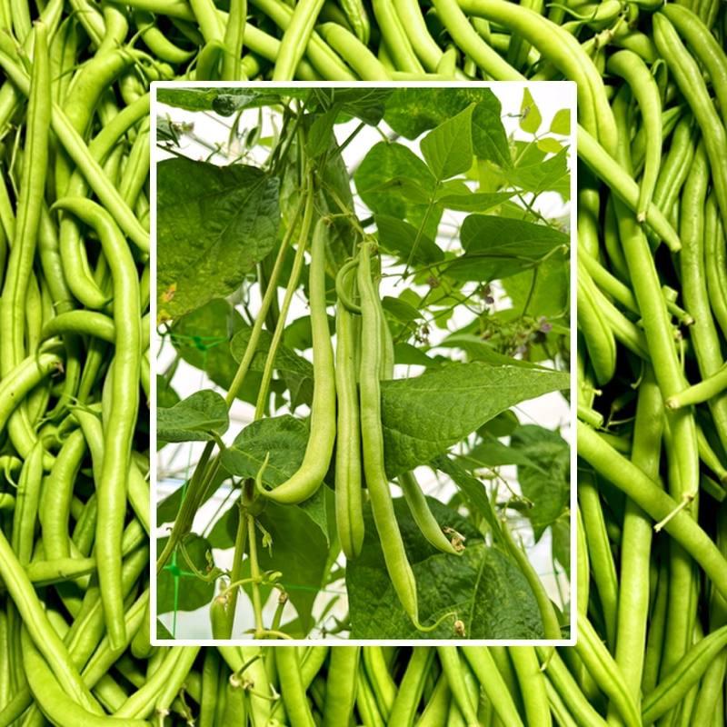 Nos légumes : Haricot vert
