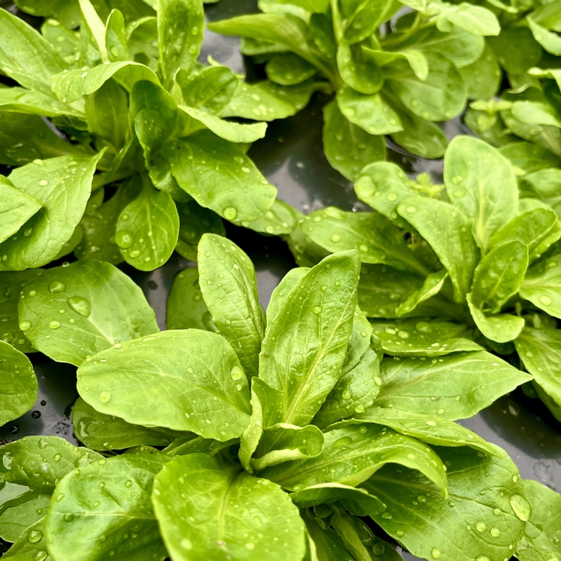 Nos légumes : Mâche