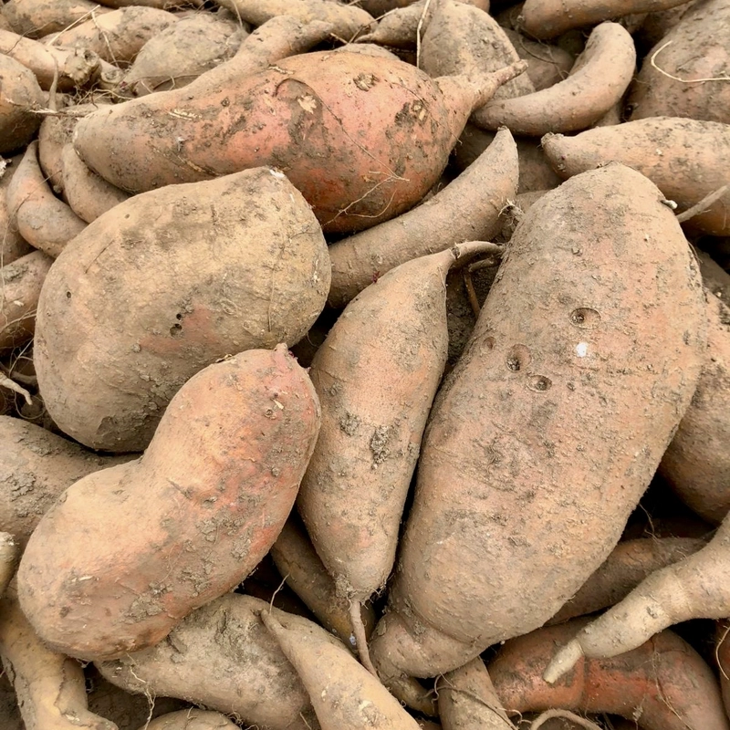 Nos légumes: patate douce