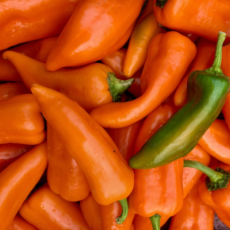 Nos légumes : Piment doux