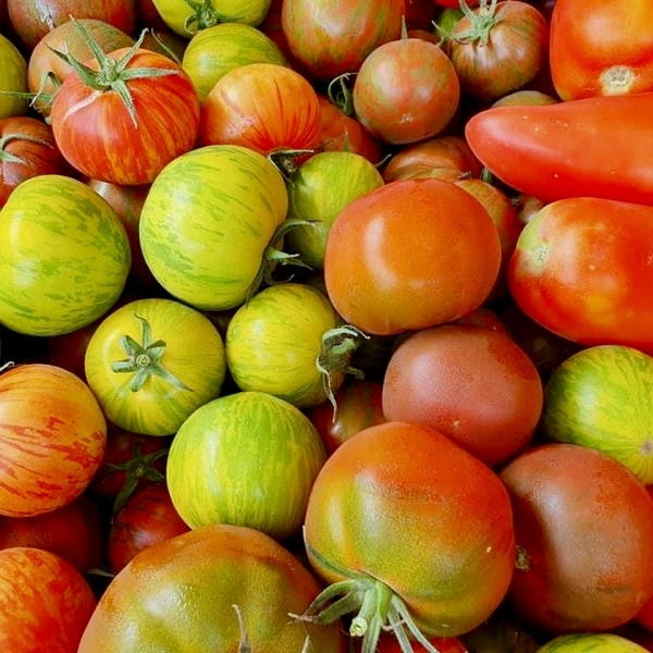Nos légumes : Tomate