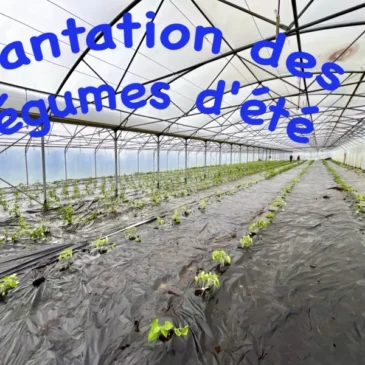 Plantation légumes d'été